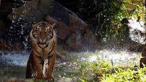 Check spelling or type a new query. Kisah Legenda Manusia Harimau Pelindung Warga Bengkulu Regional Liputan6 Com