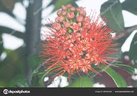 Image result for Combretum constrictum