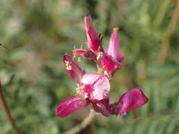 Image result for Hedysarum