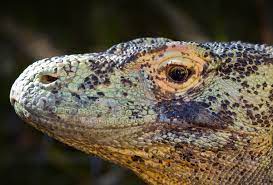 Pin By Adamewhitehead On Lions Tigers Bears Etc Komodo Dragon Komodo Weird Animals
