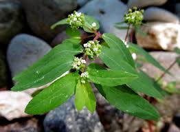 Image result for Euphorbia hyssopifolia