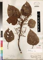 Image result for Macaranga capensis