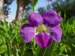 Image result for Asystasia vogeliana