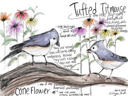 Beauty of Nature: Tufted Titmouse