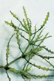 Image result for Najas marina