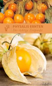 Physalis Im Eigenen Garten Pflanzen Ernten Die Fruchte Der Exotischen Andenbeere Auch Als Physalis Oder Kapstachelbe Garten Pflanzen Physalis Gartenarbeit