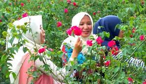 Mawar adalah bunga yang sangat cantik. Rayakan Valentine Di Taman Cantik Serba Mawar Ini Genpi Co