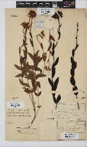 Image result for Callilepis laureola