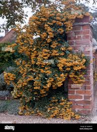 Image result for Pyracantha coccinea soleil d'or