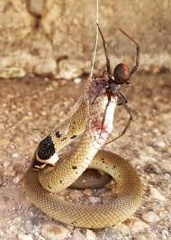 Redback Pictured Eating Baby Brown Snake In Victoria Adelaide Now Redback Spiders Have Been Known To Prey On Small Lizard Spider Vs Snake Snake Weird Animals