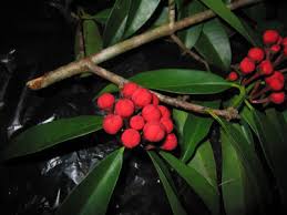 Image result for Symphonia globulifera