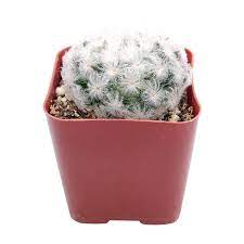 Buying yang grafted cacti will increase their value rare cactus for sale, buy rare and exotic cactus plants with high quality we have desert cactus plants, high quality indoor cactus plants strombocactus disciformis, toumeya papyracantha. Mammillaria Plumosa Feather Cactus Succulent Gift Decor Ideas Succulents Box
