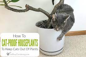 How to keep cats from digging in your garden. How To Keep Cats Out Of Houseplants Get Busy Gardening