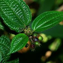 Image result for Craterostigma hirsutum