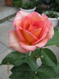Fantasia Mondiale Rose Photo Hybrid Tea Roses Blooming Rose Tea Roses