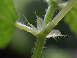 Image result for Droguetia iners