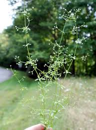 Image result for Galium bussei