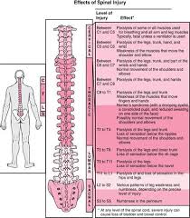 Levels Of Spinal Cord Injury By Amberjane123 Spinal Cord