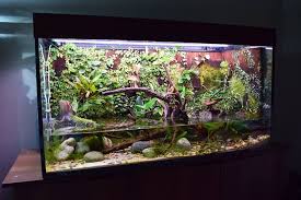 Riparium Terraria Decorazioni Per Acquario Terrario Acquario