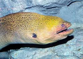 Image result for Gymnosporia matoboensis