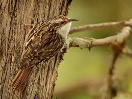 Image result for Tristachya bequaertii