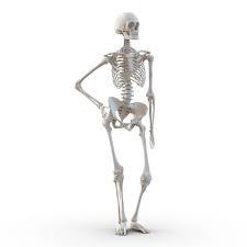 3d Human Female Skeleton Pose Female Skeleton Human Skeleton Model Human Skeleton Anatomy