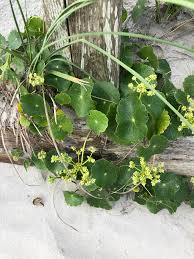Image result for Hydrocotyle bonariensis