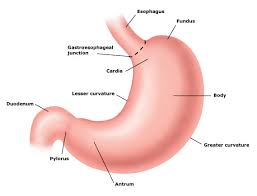Image result for human stomach