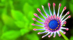Every day new pictures and just beautiful wallpaper for your desktop flowers completely free. Ultra Hd Flower Wallpapers Top Free Ultra Hd Flower Backgrounds Wallpaperaccess