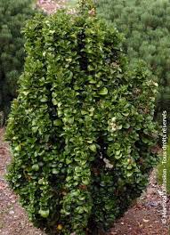 Image result for Lythrum rotundifolium