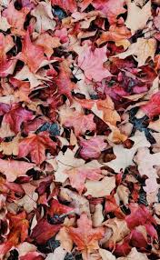 We did not find results for: Autumn Wallpapers Hd