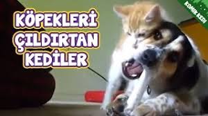 Komik Kediler Kopekleri Cildirdan Kediler Youtube