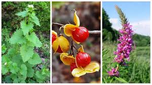 Hollyhocks are pretty simple to represent in embroidery. 15 Invasive Plants That Could Be Wreaking Havoc On Your Yard Or Garden In Upstate Ny Newyorkupstate Com