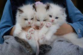 I've always grown up with cats that had deep purrs. Aee 1087 How To Use Per Se In English All Ears English Podcast