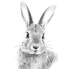 (you could now change to a pen or colored pencil) start with the little bunny face. Draw A Rabbit With Pencils Sabrina Hassler Illustration Drawing Blog