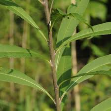 Image result for Vernonia tanganyikensis