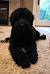 Puppy Labradoodle Black