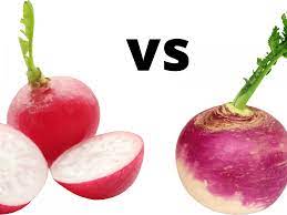 Radish Vs Turnip