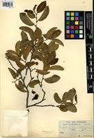 Image result for Xylopia odoratissima