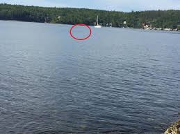 Your results will include a straight line distance and a driving distance (if applicable). A Dog Swam 1 000 Feet Away From Shore And Couldn T Get Back Then This Man Stepped In To Save Her Familypet