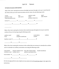 Solved Lab 14 Senses H Path Of Sensory Information Make