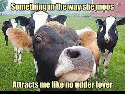 20 Cow Memes That Are Just Too Cute Sayingimages Com Cows Funny Funny Animal Pictures Funny Animals