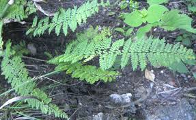 Image result for Cheilanthes involuta