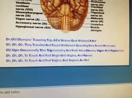Acronym For 12 Cranial Nerves Google Search Cranial Nerves Nerve Hypoglossal Nerve