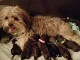 Vet check = good 9 weeks = 2 lbs i found my home with the townsley family in texas!! i can't wait to join the ufland family in ma!! Zoey With Her Babies The Paw Patrol Litter Chocolate Havanese In Texas Austin Havanese Puppies In Texas Havanese Puppies Havanese Puppies