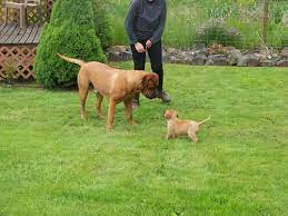For sale, cute and adorable rottweiler puppies ready to move in with your , they have been. Bull Mastiff Rottweiler Cross Pups For Sale In Grants Pass Oregon Classified Americanlisted Com