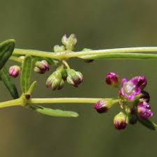 Image result for Gisekia