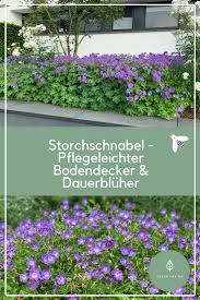 Storchschnabel Insektenfreundlicher Bodendecker Bluht Den Ganzen Sommer Bodendecker Bodendecker Bluhend Garten Pflanzen