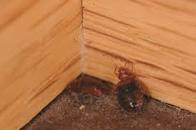 642 likes · 35 talking about this · 3 were here. Bed Bug Inspections Treatment Wil Kil Pest Control
