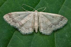 Image result for Idaea biselata